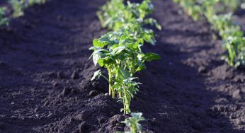 Estaciones meteorológicas: Tecnología que siembra cambio en la agricultura