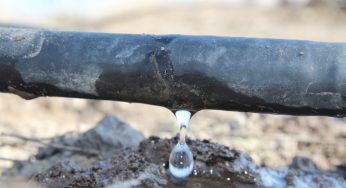 Proyecto de innovación arrojó primer estudio sobre el requerimiento hídrico en paltos