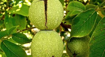 ¿Cómo proteger al nogal?: FIA impulsa manual digital para mitigar la phytophthora en predios chilenos