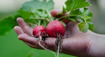 Cómo crear y cuidar tu huerta orgánica en invierno