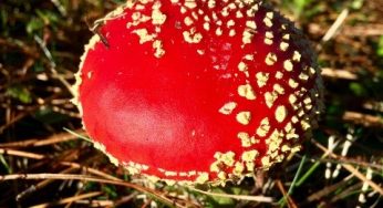 Académicos publican inventario de 1.122 especies introducidas que se han naturalizado en Chile