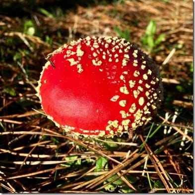 Amanita muscaria