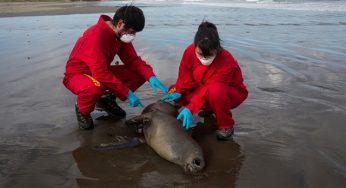 Día Nacional del Medioambiente: Los problemas ambientales que visibilizó la pandemia