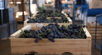 Creciente demanda de alimentos: la oportunidad para miles de agricultores chilenos