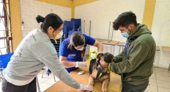 Mascotas de Concón fueron regaloneadas en una nueva jornada de Gobierno en Terreno