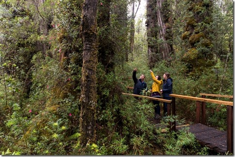 Parque Nacional Alerce Costero y Reserva Costera Valdiviana 1