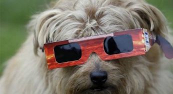 Académico de Medicina Veterinaria de UST Viña del Mar aclara mitos sobre las mascotas y el eclipse solar