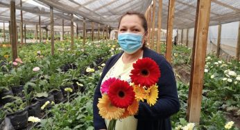 INDAP entrega Bono de Emergencia a floricultores de la región de Valparaíso afectados por sequía y pandemia
