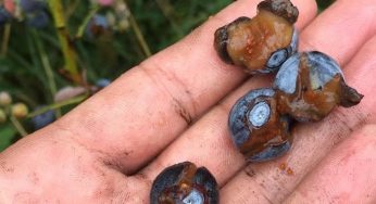 Emergencia por las lluvias: Primer reporte de Fedefruta por importantes daños en las cosechas de fruta