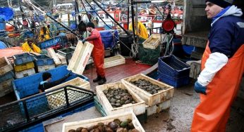 En apoyo a pescadores y acuicultores artesanales: Indespa lanza programas 2021 por más de $10 mil millones