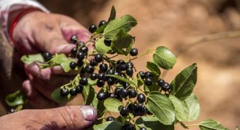 Estudio comprueba que la producción de maqui en la zona centro es más resistente al estrés hídrico