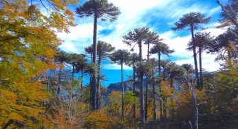 6 claves para cuidar árboles y plantas en invierno
