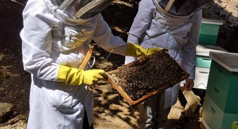 Estudian trasladar colmenas a la zona sur ante baja producción de miel y cambio climático