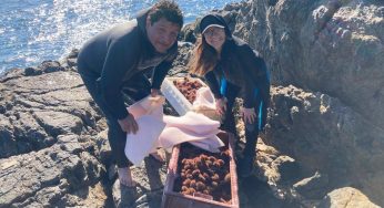 CIMARQ realiza repoblamiento de erizo rojo: Procedimiento ayudará al aumento de este recurso marino