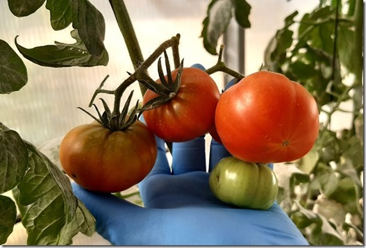 Los ensayos se evaluaron en dos variedades de tomate. Una variedad comercial  y Poncho Negro, típica del Valle de Yuta