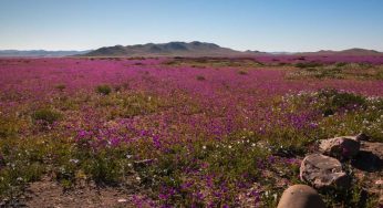 Desierto florido: experto en botánica advierte que no se deben cortar las flores y no acercarse demasiado