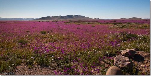 desierto florido3