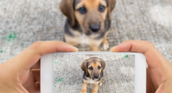 Solución a mascotas perdidas: desarrollan innovadora app para ir en su búsqueda