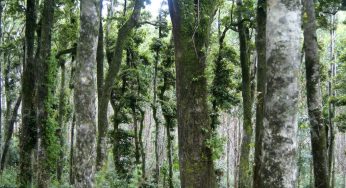 Investigador USM avanza en el estudio de la inflamabilidad del bosque en incendios forestales