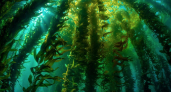 Experta científica destaca la importancia de conservar los bosques de macroalgas en la Región de Magallanes