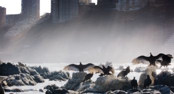 “Nidal” el aclamado documental sobre las dunas de Concón se estrena con cine foro en INSOMNIA Teatro Condell