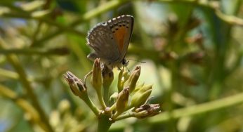 Presentan avances en prácticas para aumentar flora nativa en huertos de palto