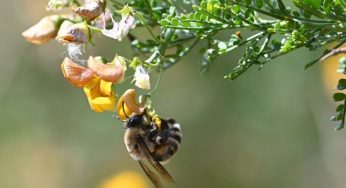 Presentan avances en el desarrollo de atrayente artificial y estrategia de polinización para el cultivo de palto