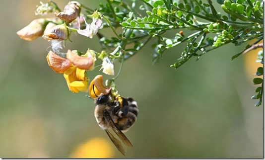 Abeja Caupolicana sobre una flor de Adesmia captada en Pomaire