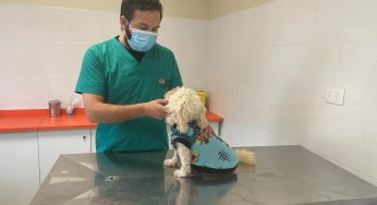 Carrera de Medina Veterinaria de UDLA invita a operativo médico para caninos y felinos en Campus Los Castaños