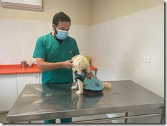 Atención Veterinaria