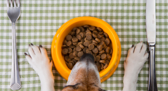 Tips para consentir a tus peludos durante estas Fiestas Patrias con LAIKA