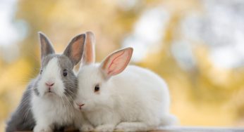 Respeto y Cuidado: Homenajeando a los Conejos en su Día Mundial
