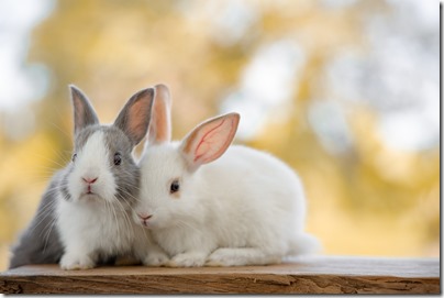 The rabbit sit on the wood with light bokeh form nature background. Easter day