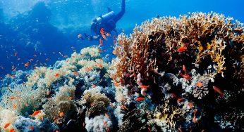 Deportista entrega 6 consejos para iniciarse en el buceo de manera segura