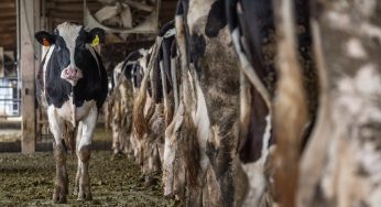 Modificar nuestra alimentación sería crucial para mitigar cambio climático