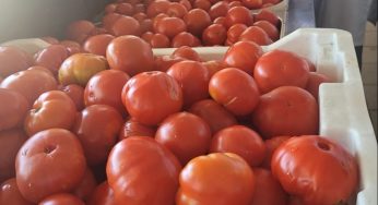 ¡Ya hay fecha! Centro Tecnológico Agrícola abre las inscripciones para la celebración del Día del Tomate 2023