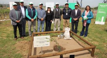 Árbol 95.000 del Proyecto “Quillota Respira Frente al Cambio Climático” es plantado en el Centro Tecnológico Agrícola de Duoc UC Sede Valparaíso