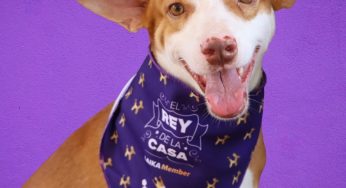 Un mercado para “Petlovers”: la industria de mascotas en Chile crece un 77% durante los últimos 5 años.