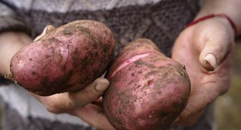 Indap dispone de más de $8.607 millones para impulsar la producción de cultivos tradicionales sustentables de Valparaíso a La Araucanía