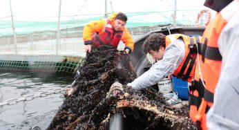 Investigadora chilena crea pintura nanotecnológica que soluciona los graves problemas de la industria salmonera
