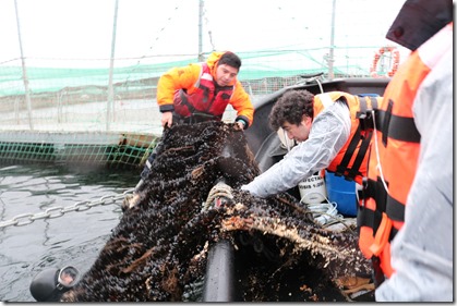 Malla antifouling