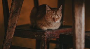 Fuegos artificiales: Experto entrega recomendaciones para proteger a nuestras mascotas