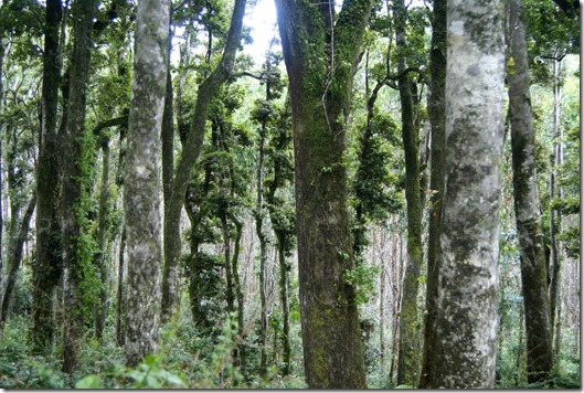 bosques chile