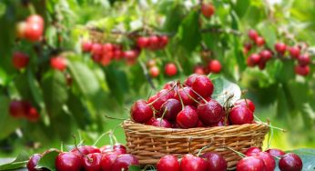 Chile perdió el 50% de la cosecha anual de cerezas: cambio climático impide predecir recuperación