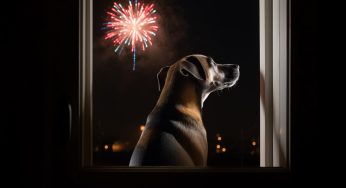 ¿Tienes mascotas? Descubre cómo cuidarlas durante las celebraciones de Año Nuevo