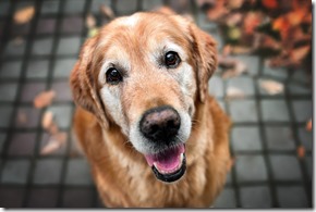 happy old dog portrait looking up, top view