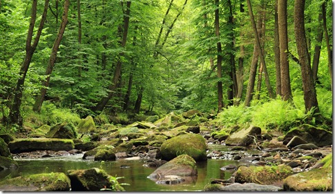 river in the spring forest