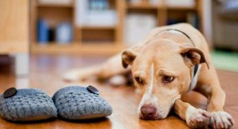 Vacaciones familiares: ¿Cómo enfrentan perros y gatos el desafío de quedarse solos?