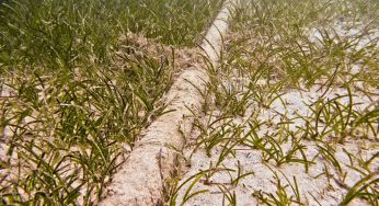 Cable Humboldt reducirá tiempos de transmisión y mejorará mecanismos de protección de datos