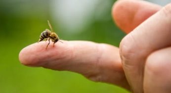 Picaduras de abejas y avispas: Cómo reconocer si se trata de una reacción alérgica grave